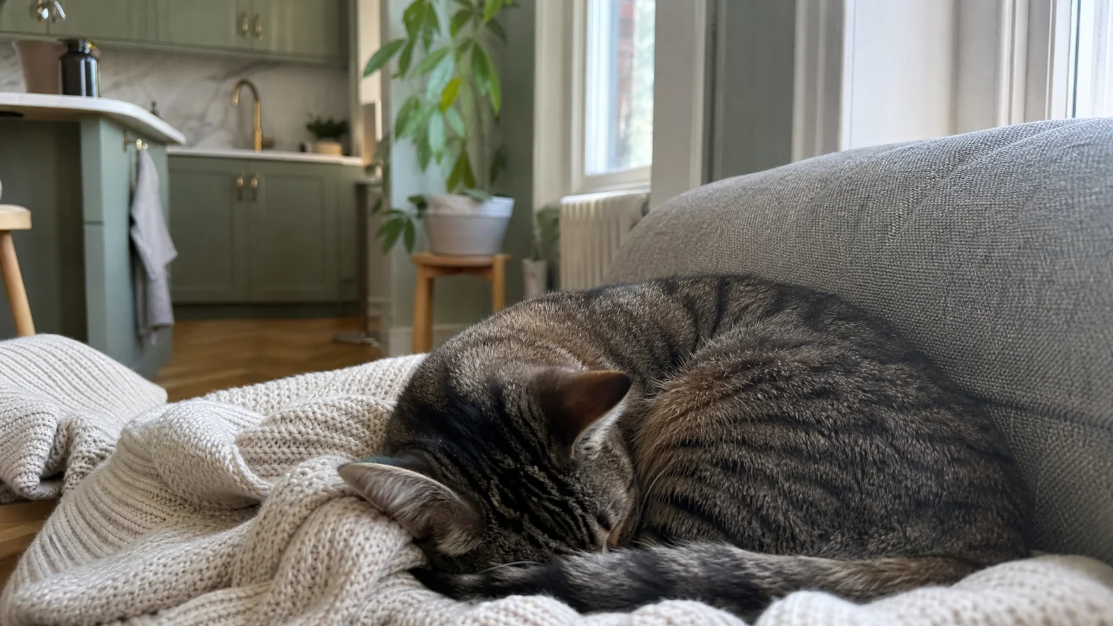 Essential Oils and Pets: What Vets and Poison Lines Say