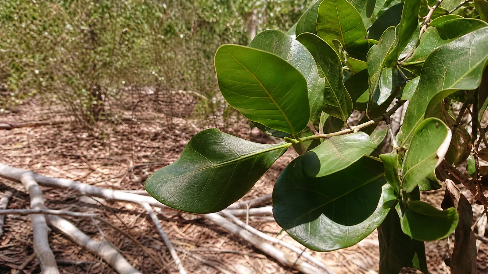 Sustainable Essential Oils: What IUCN and CITES Say